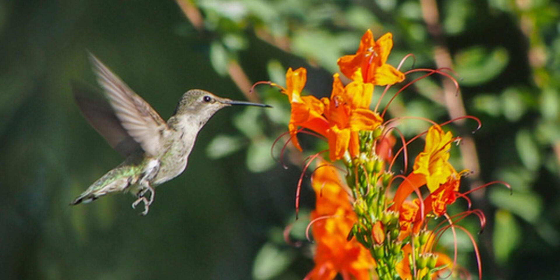 IPBES puts biodiversity and pollination front and centre