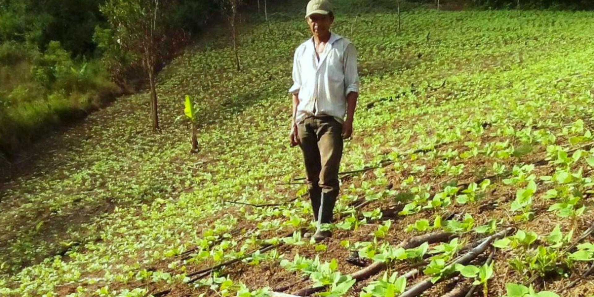 CIAT y HarvestPlus llevan frijol con alto contenido de hierro por primera vez a Waslala, Nicaragua