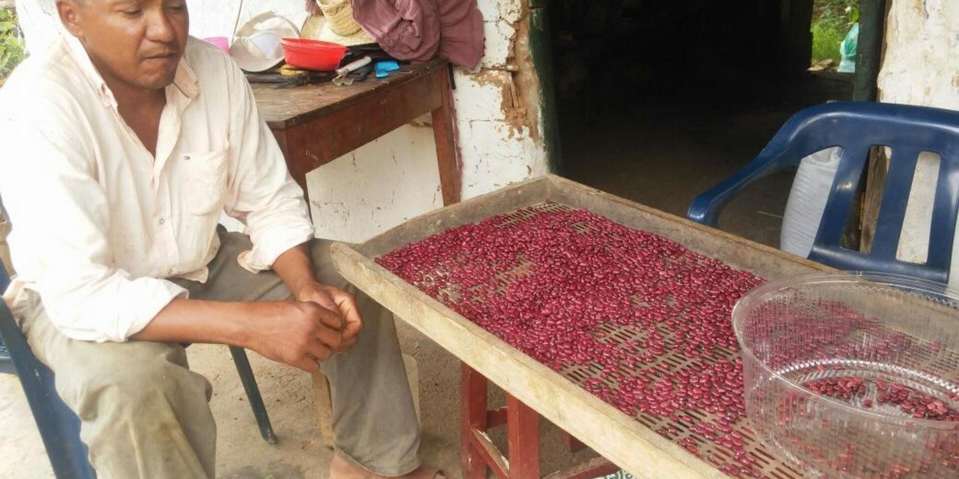 &iquest;Qu&eacute; tan resilientes son los agricultores de fr&iacute;jol en un clima cambiante?