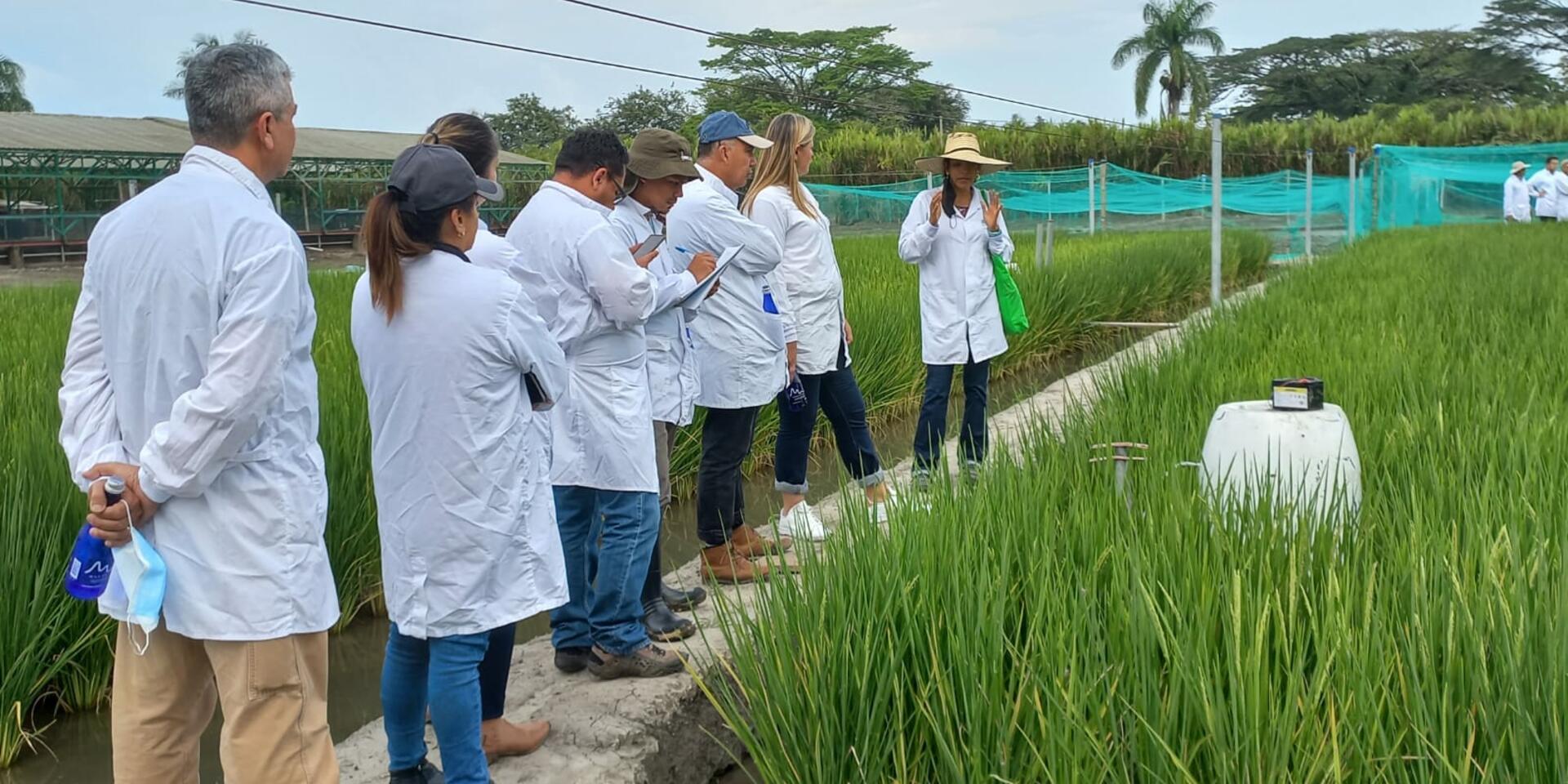 Encabezado. Investigadores nacionales visitan lotes experimentales de arroz.