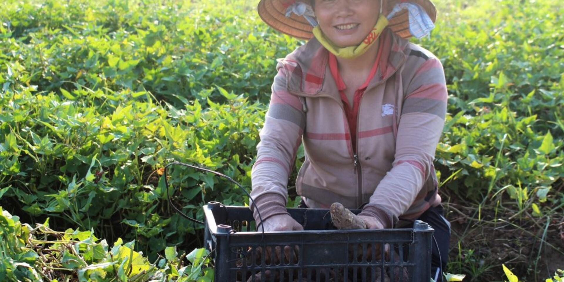 Hoan and sweetpotato: a sweet, budding love affair