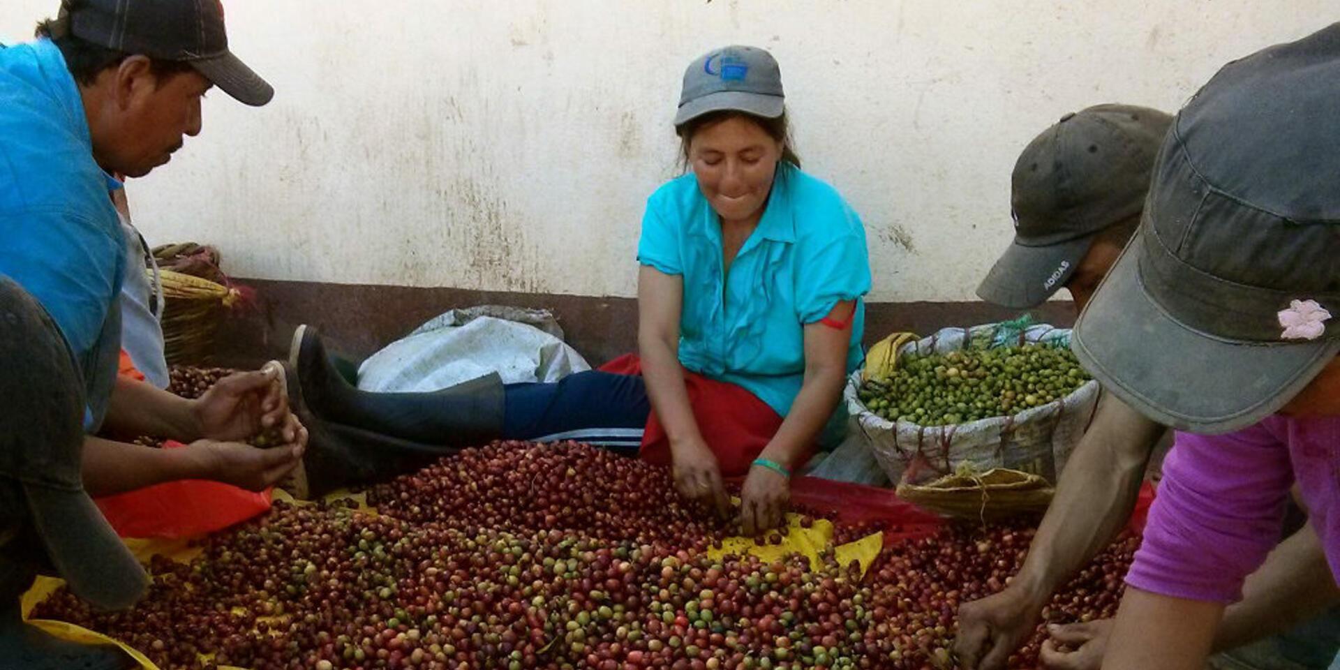 Cupping Fair Trade Coffee Impact