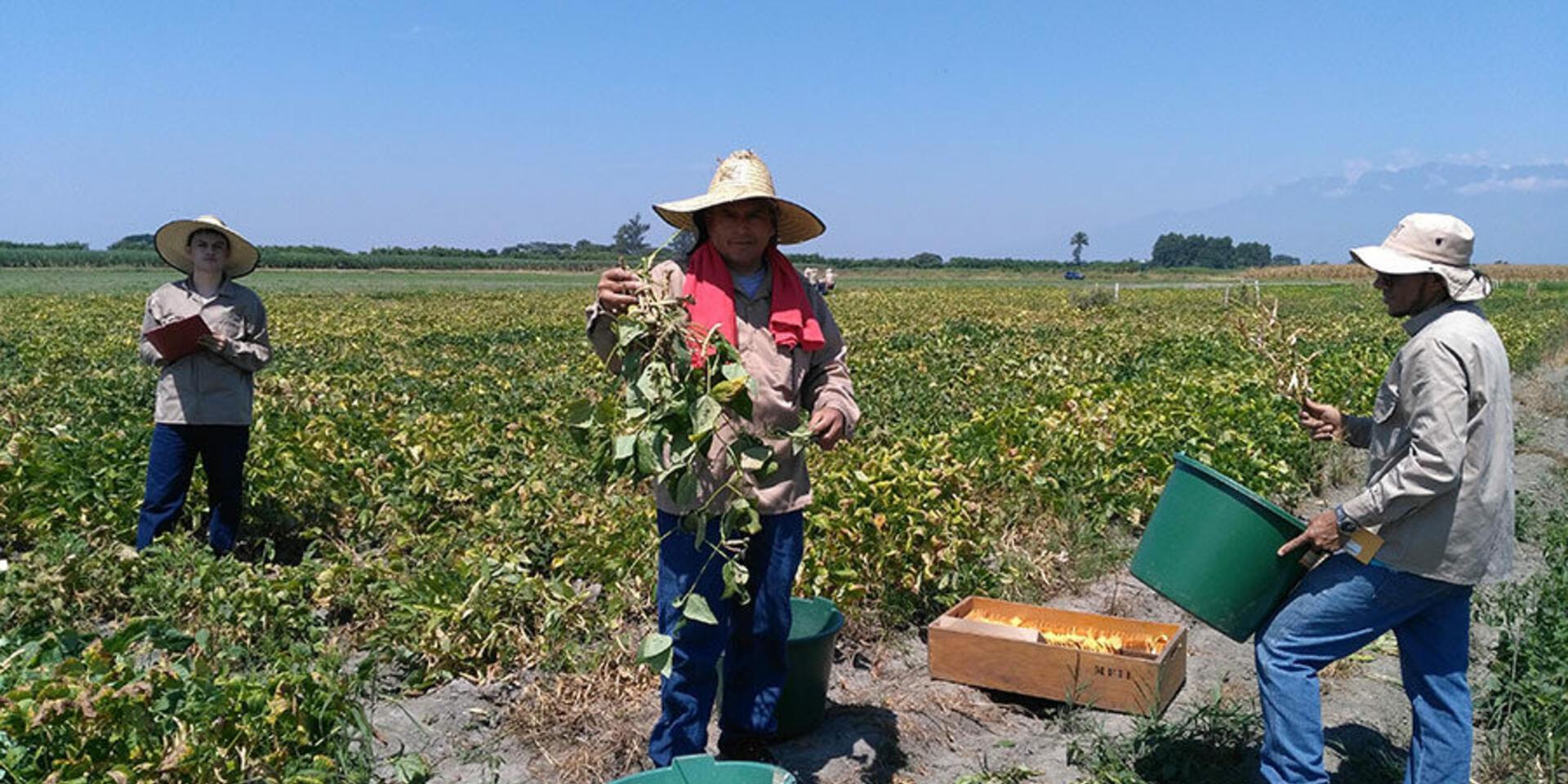 Heat-tolerant wild beans tapped to breed commercial beans for hotter climates