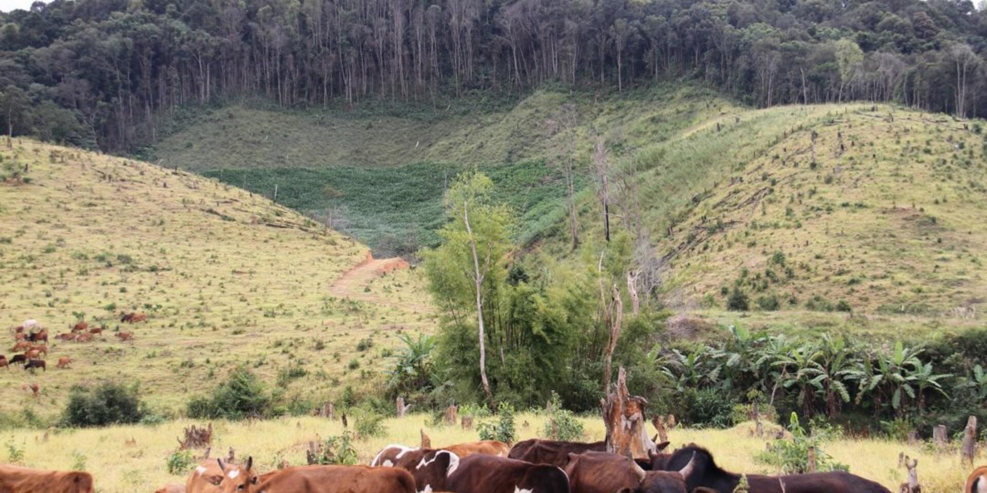 Farming in transition: How smallholder farms in the Mekong could thrive amid a changing landscape