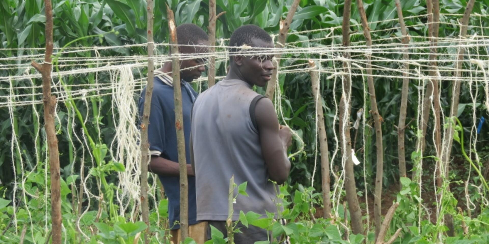 Scaling success: leading change with the Syngenta Foundation