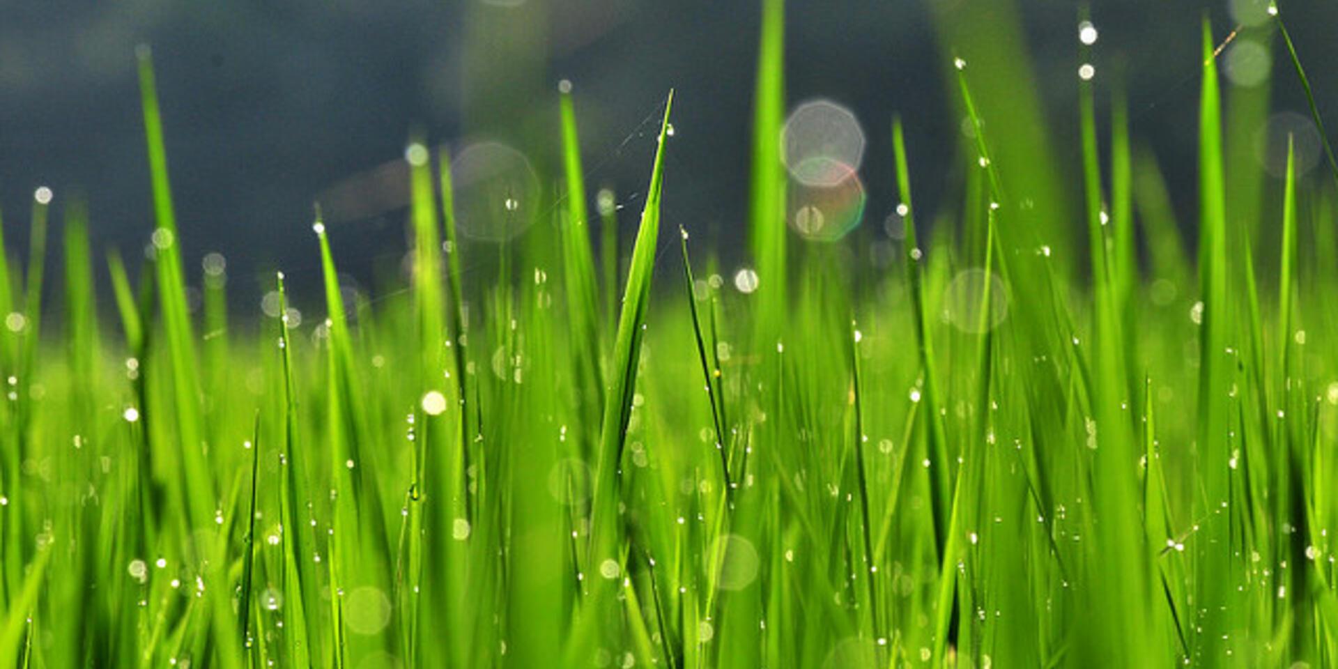 Pron&oacute;sticos agroclim&aacute;ticos al rescate&hellip;