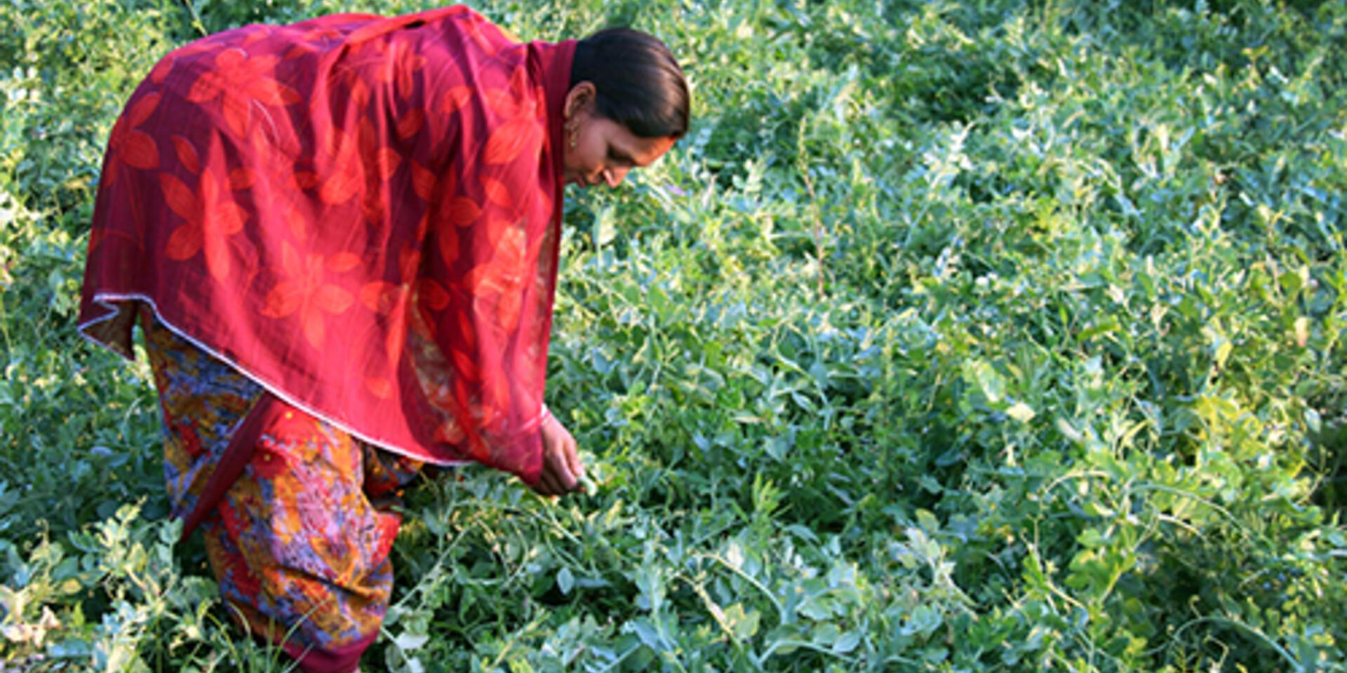 Italy supports Bioversity International&rsquo;s on-farm conservation research