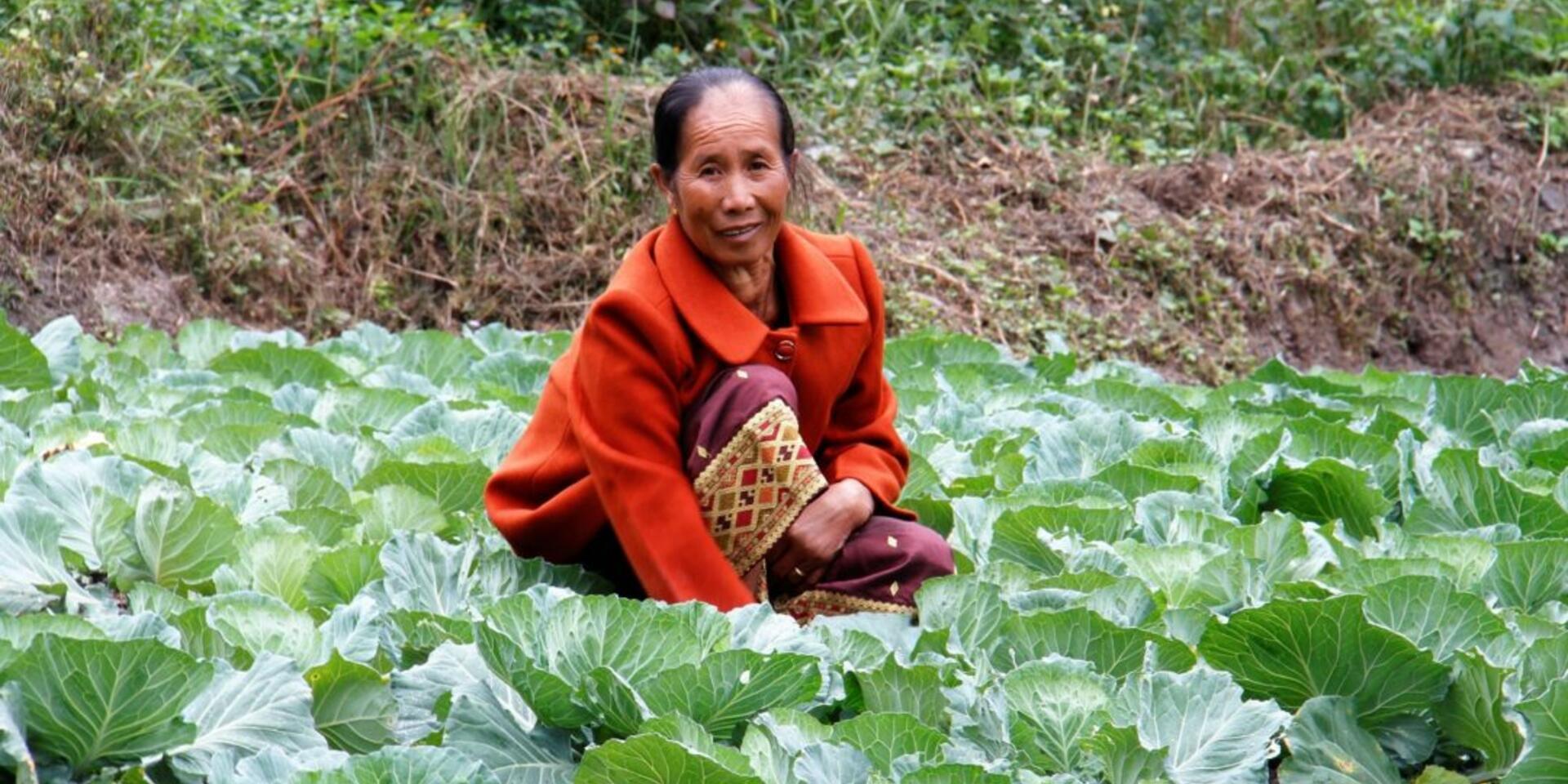 FAO and CIAT launch Asia-Pacific partnership for climate-resilient agri-food systems