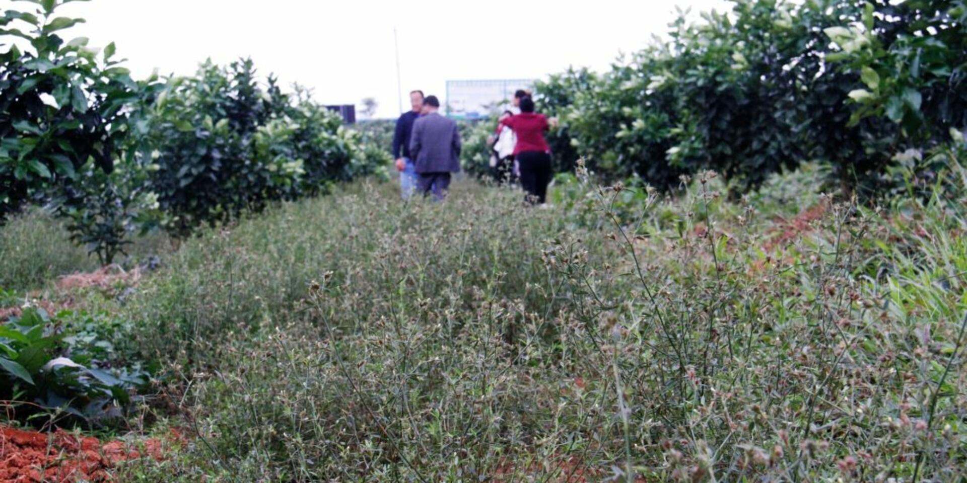 Helping build sustainably productive farming systems through the work of the Asian Cassava Breeders, and Forage Legumes, Networks