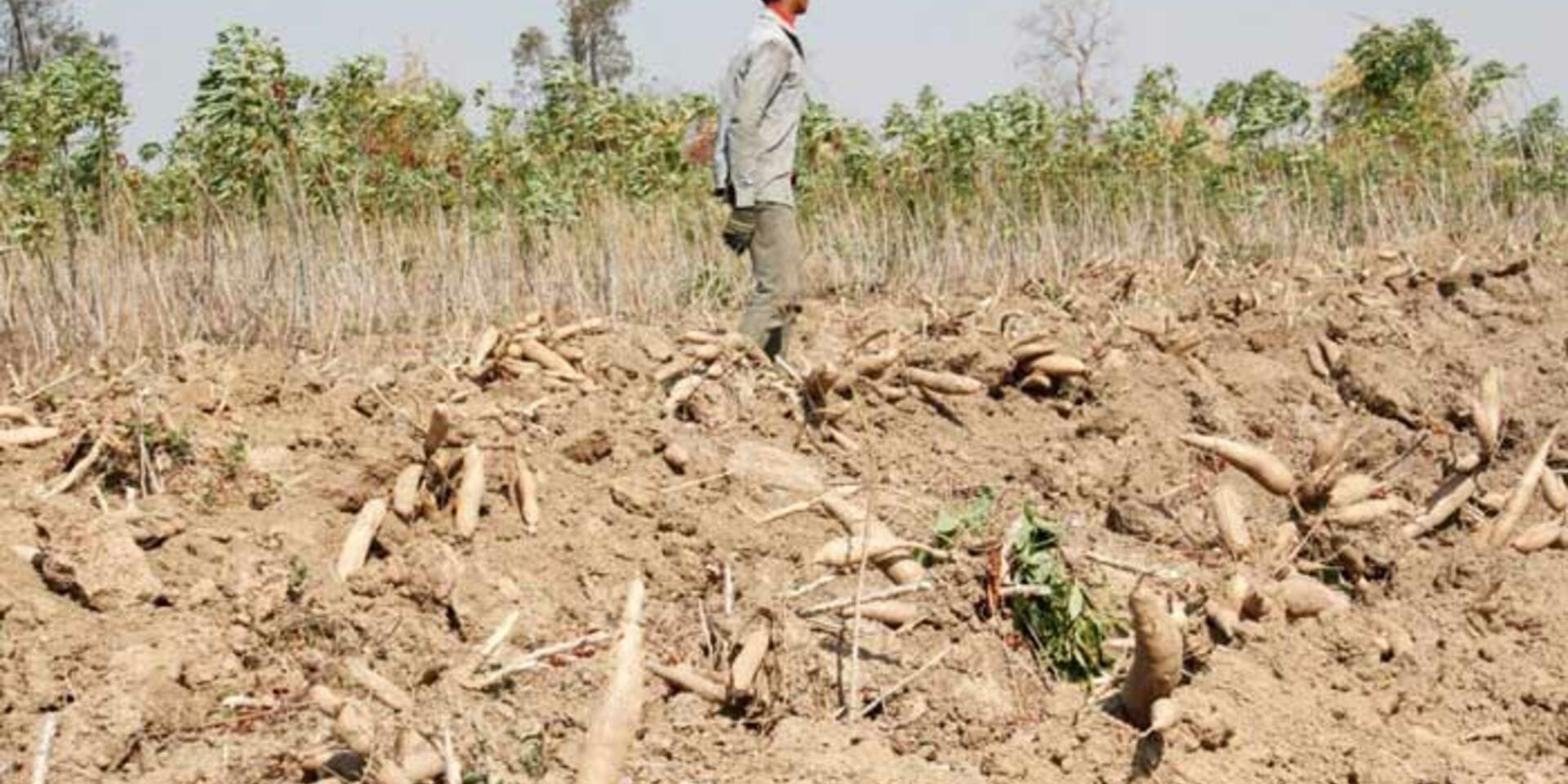 GCP21 calls for regional approach to stem the outbreak of cassava mosaic disease in Southeast Asia