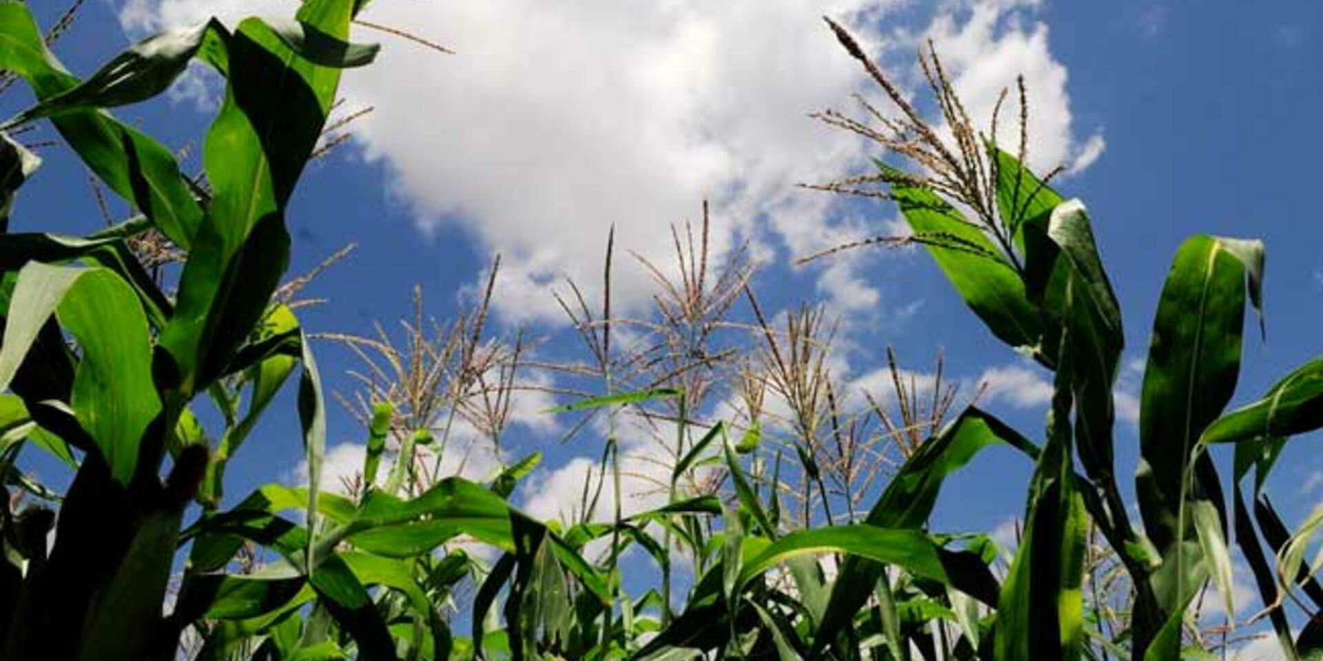 CIAT&rsquo;s data team reaches final stage of international agriculture data competition