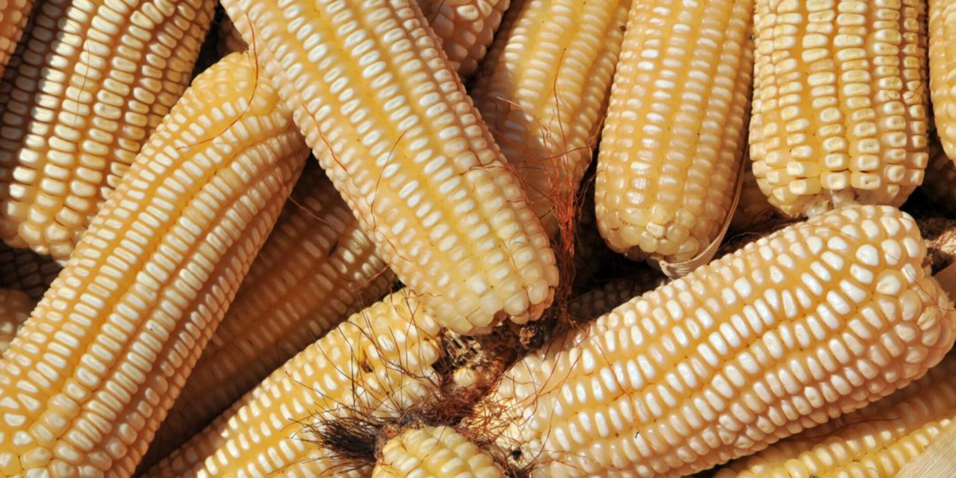 La inteligencia artificial y los conocimientos de los agricultores ayudan a incrementar los rendimientos del ma&iacute;z