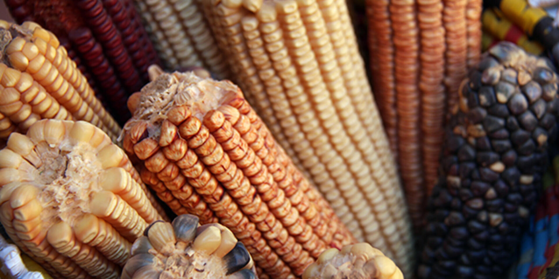 Adapting with crop diversity &ndash; an interview on climate change