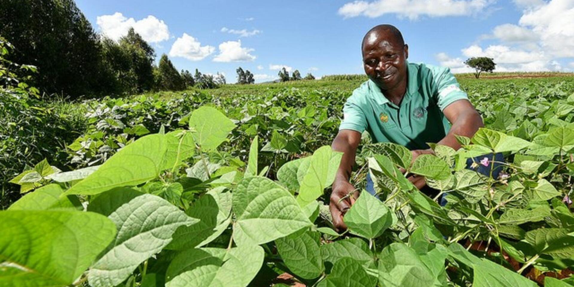 New, improved bean varieties enhance food security and diet diversity in Malawi