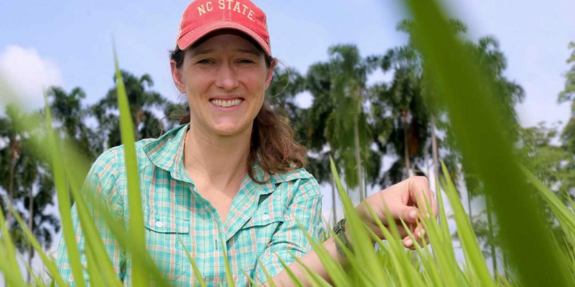 Brachiaria breakthrough: scientists home-in on apomixis