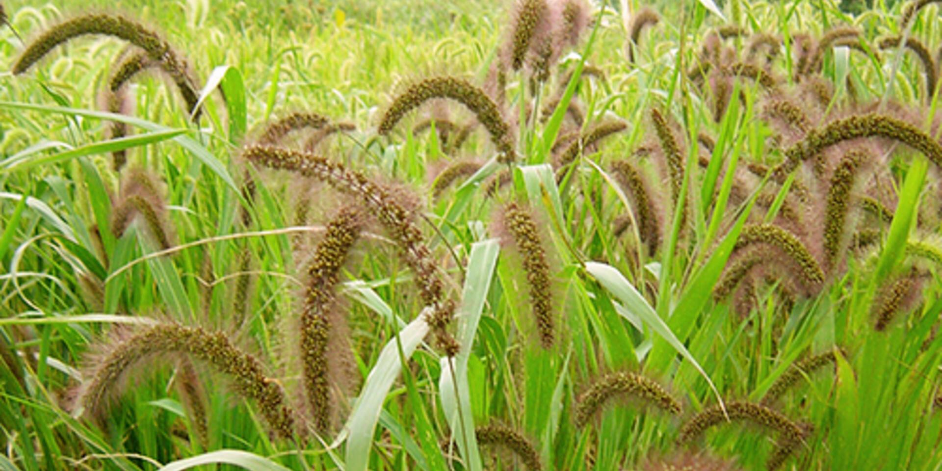BBC Radio 4 highlights why crop diversity matters for feeding India
