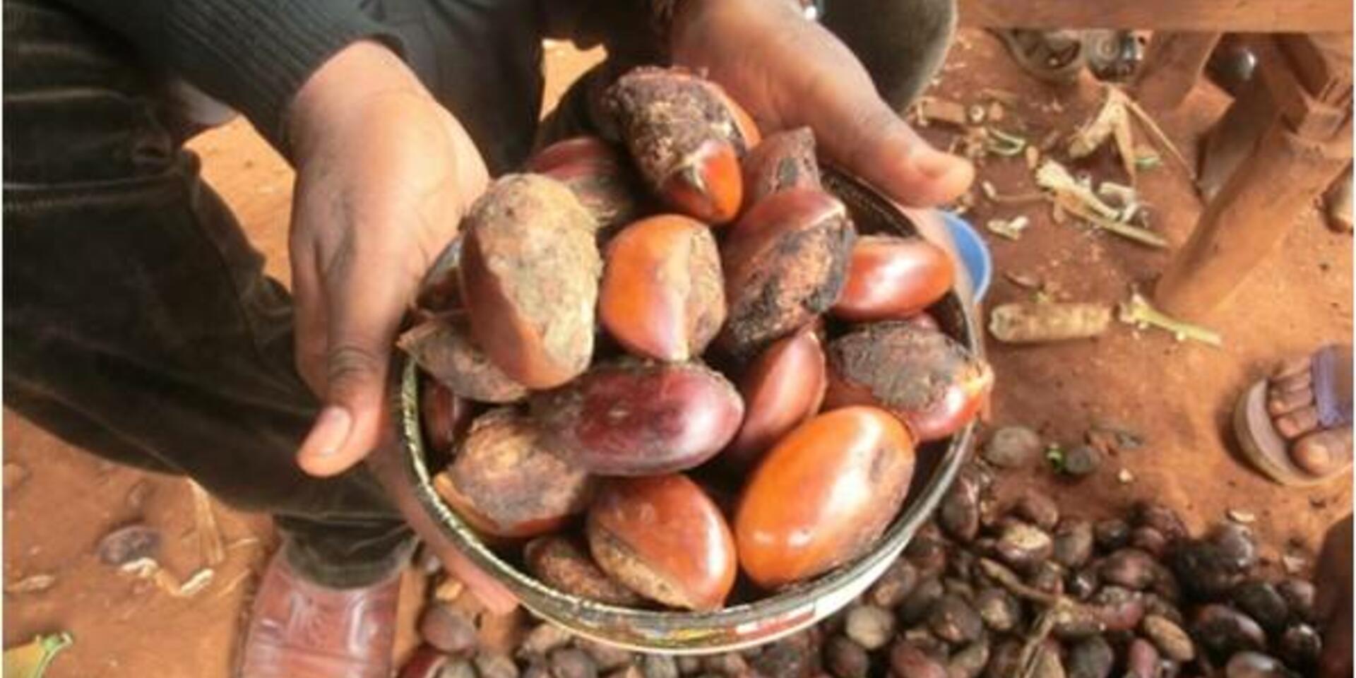 Action plan promotes neglected and underutilized species as strategic assets for food security