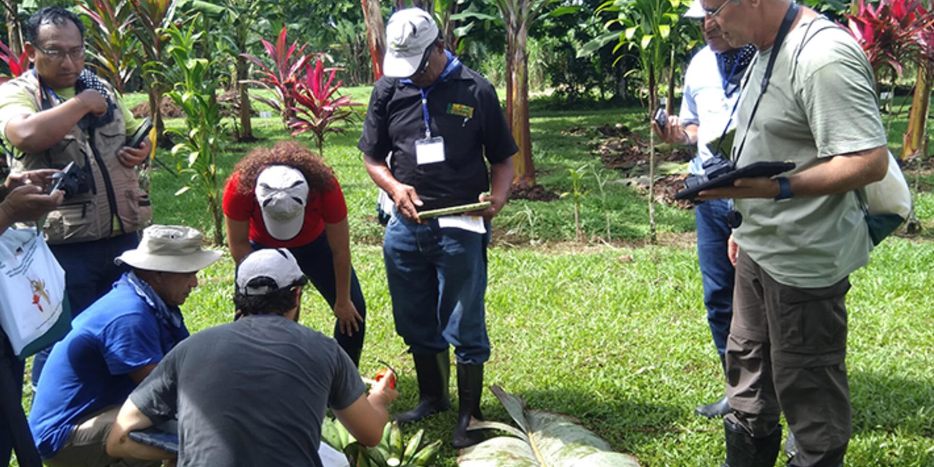 Sharing best practices for banana germplasm conservation and exchange