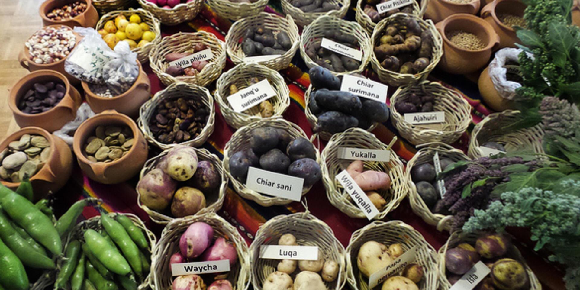 Celebrating the diversity of Andean crops in Bolivia