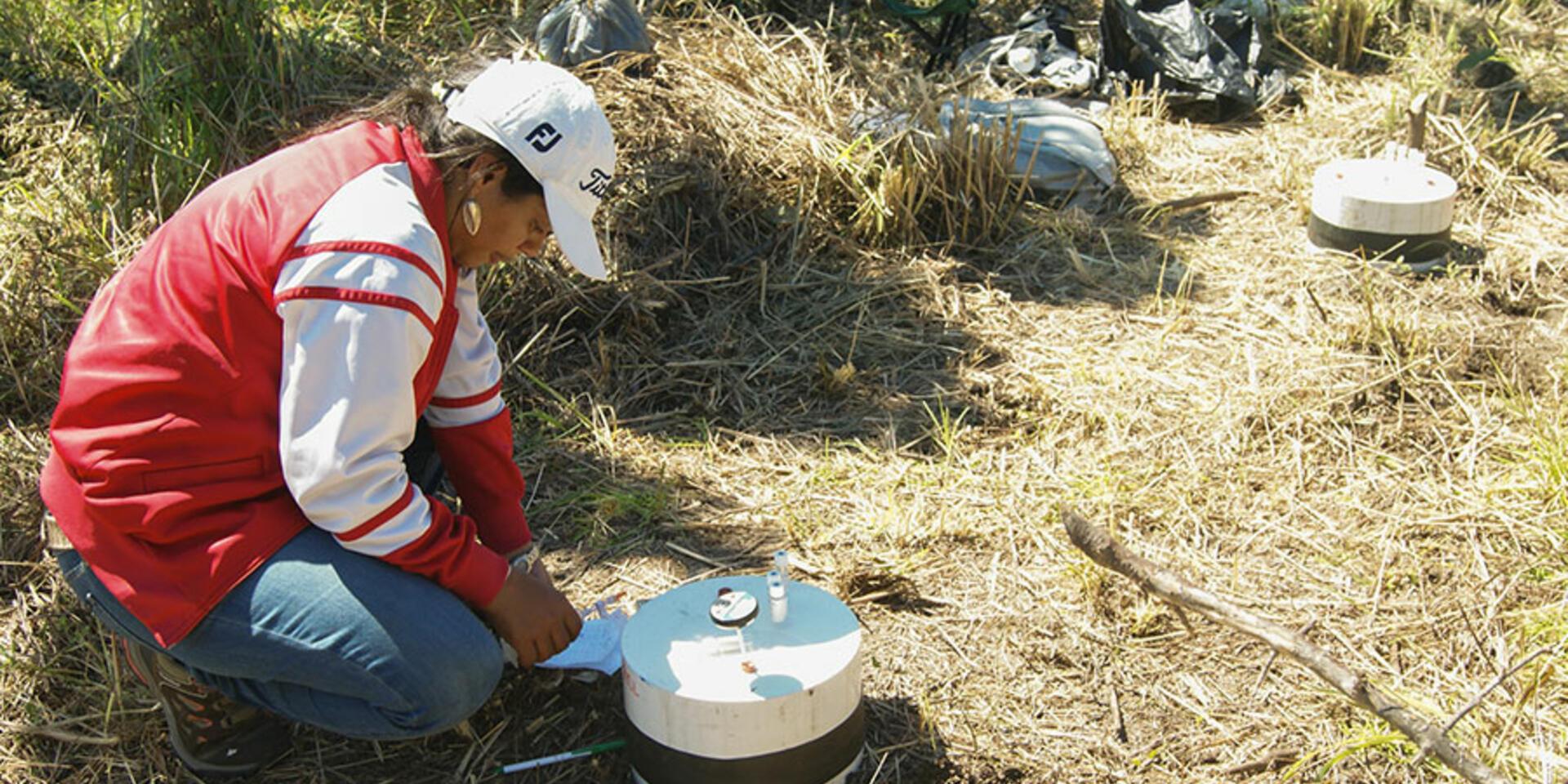 Cattle urine&rsquo;s planet-warming power can be curtailed with land restoration