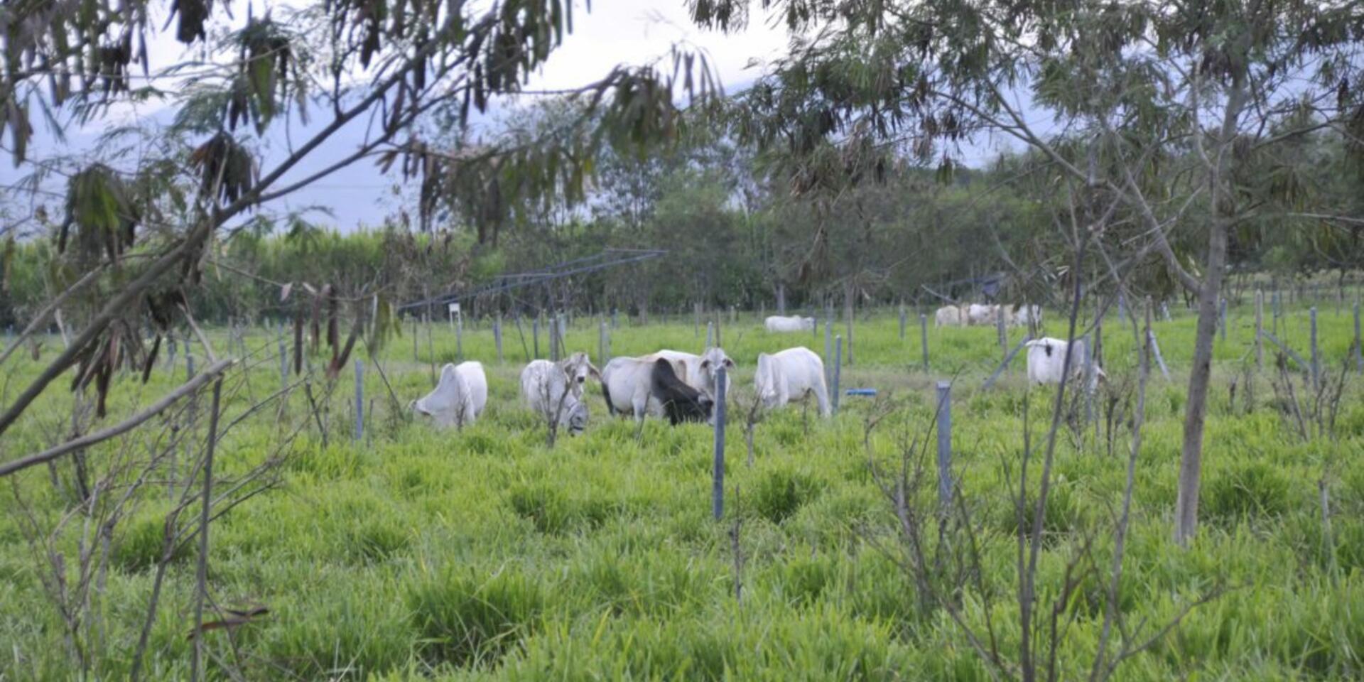 Using genome diversity for the environment, livelihoods and tropical grasslands