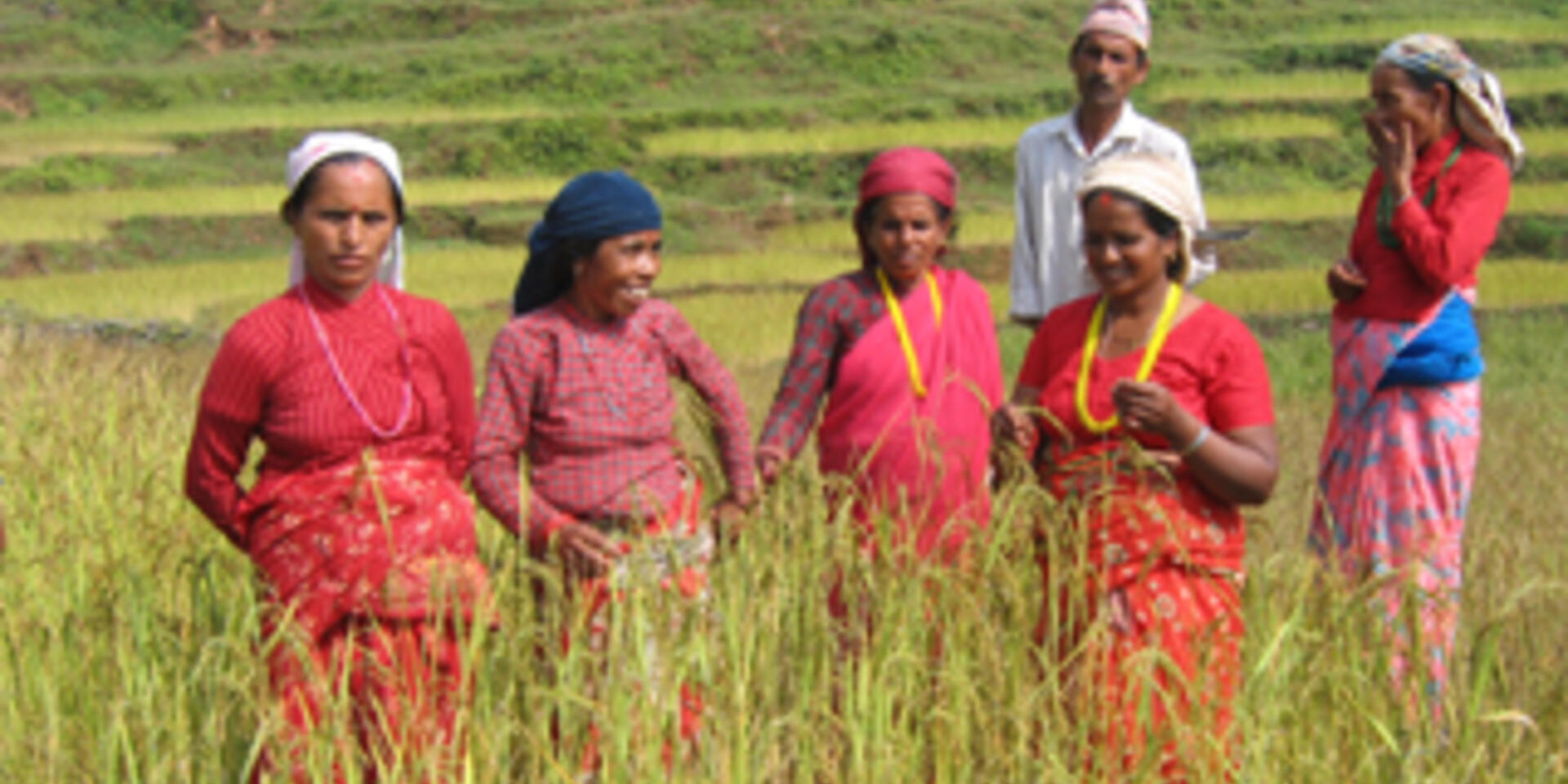 New paper on rice seed networks in Nepal