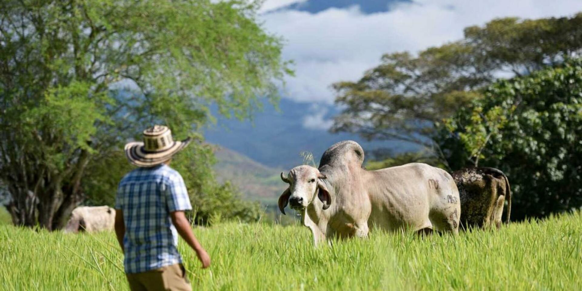 What's your beef? Why it might be time to give livestock a break