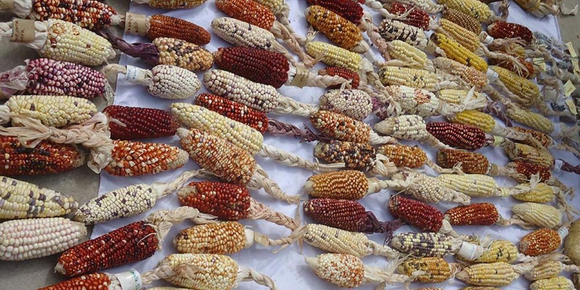 Expanding the horizons of biodiversity for sustainable food futures