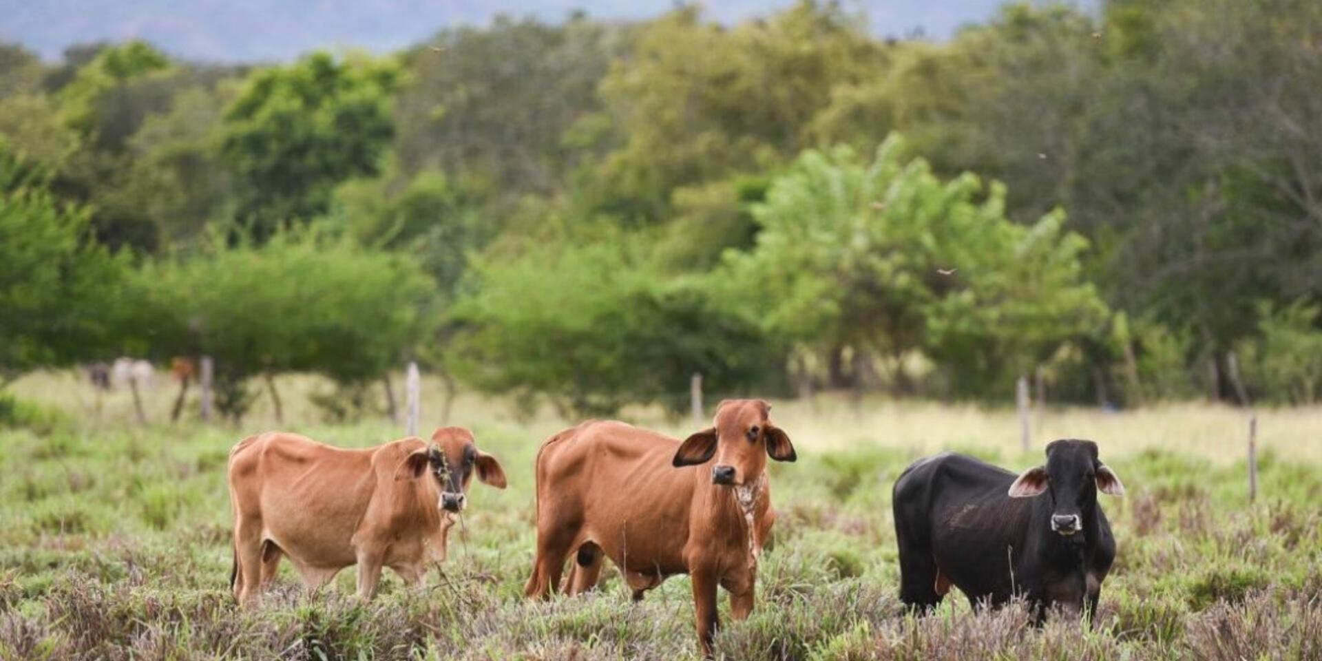 &pound;5.3m joint investment to support sustainable food production in Latin America
