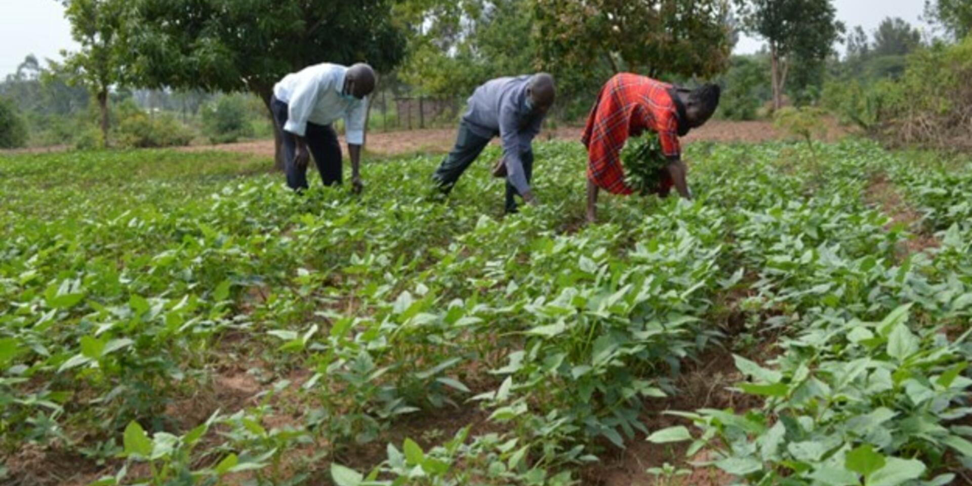 Members of Okuleu Nutrition self-help group plucking cowpeas from their project vegetable farm