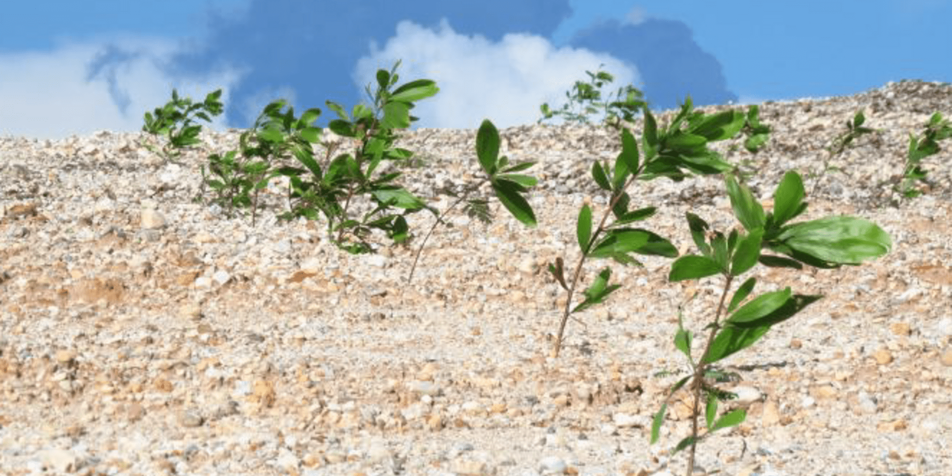 Global environment leaders&rsquo; decision calls for attention to genetic diversity in ecosystem restoration