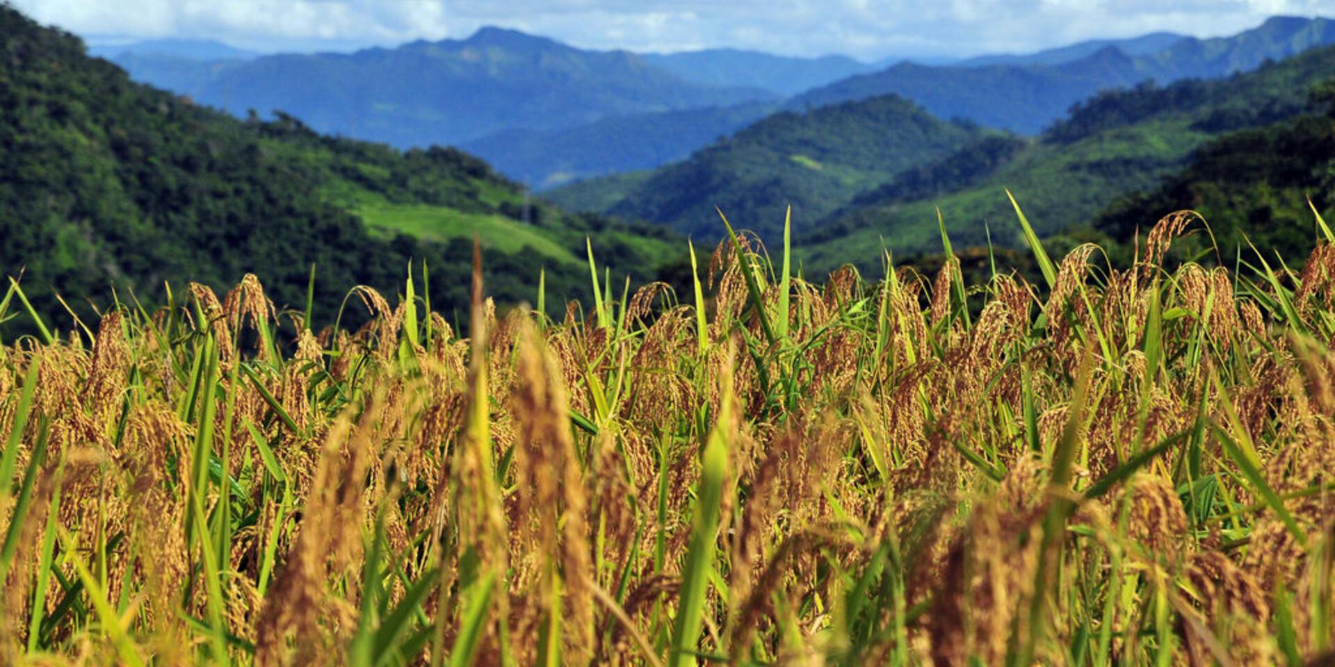 Brazilian rice needs to toughen up for a dry future