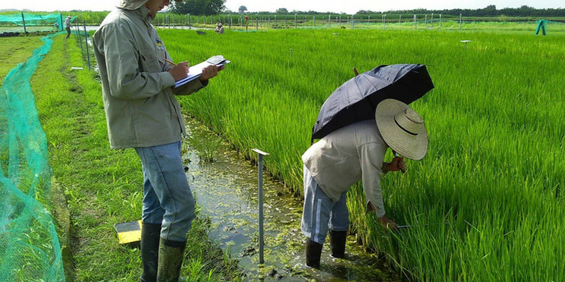 How drone-assisted breeding can help stop rice hoja blanca disease