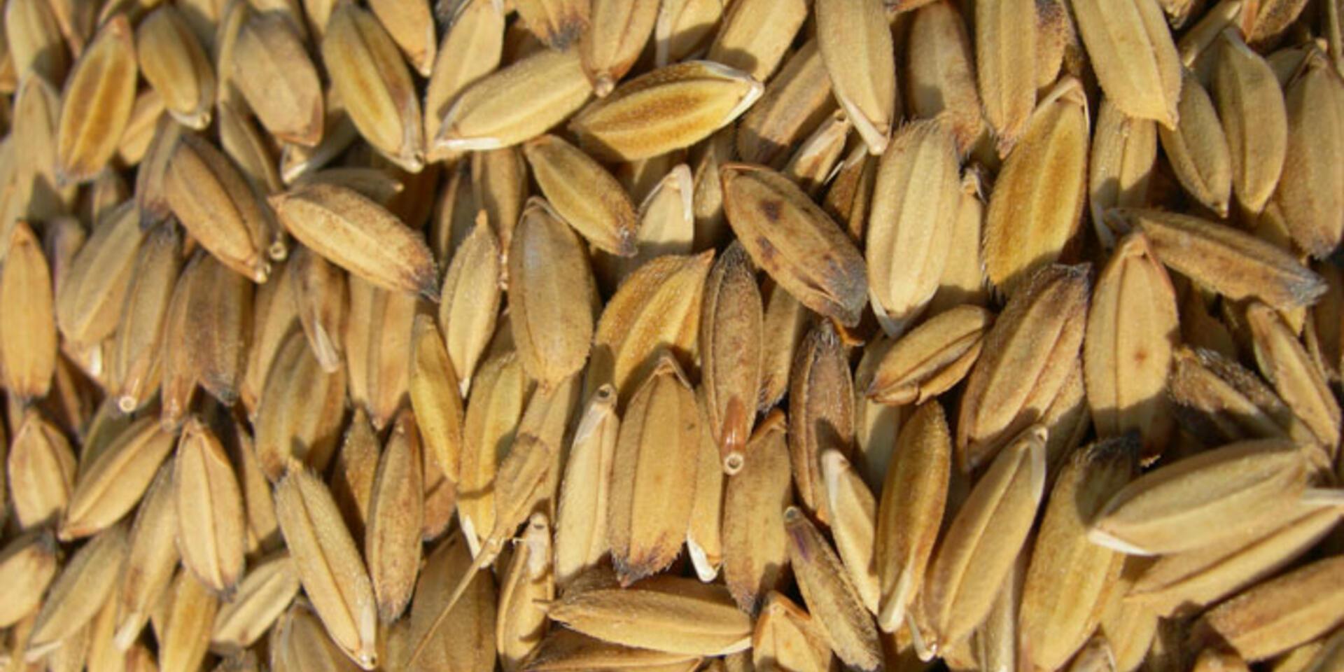 Testing farmers evolutionary plant breeding strategies for coping with climate change