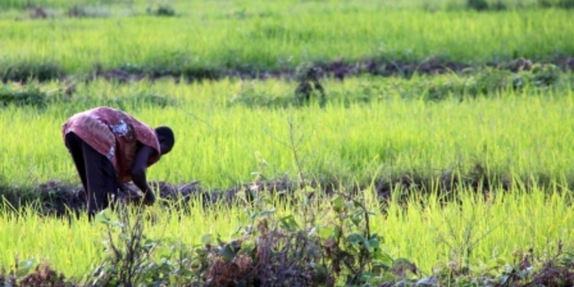 Agricultural biodiversity &mdash; scaling up the future of food security
