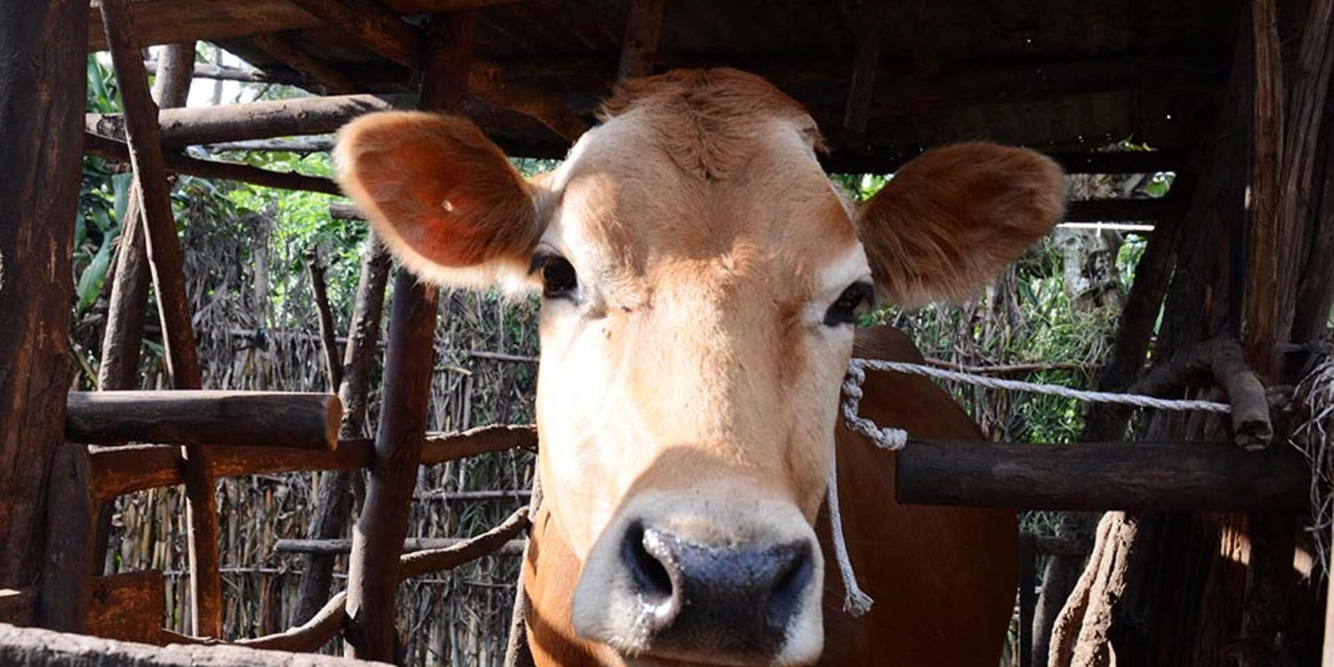 &ldquo;One cow&rdquo; program can cut poverty and pave the way for lower &lsquo;hoofprints&rsquo; too