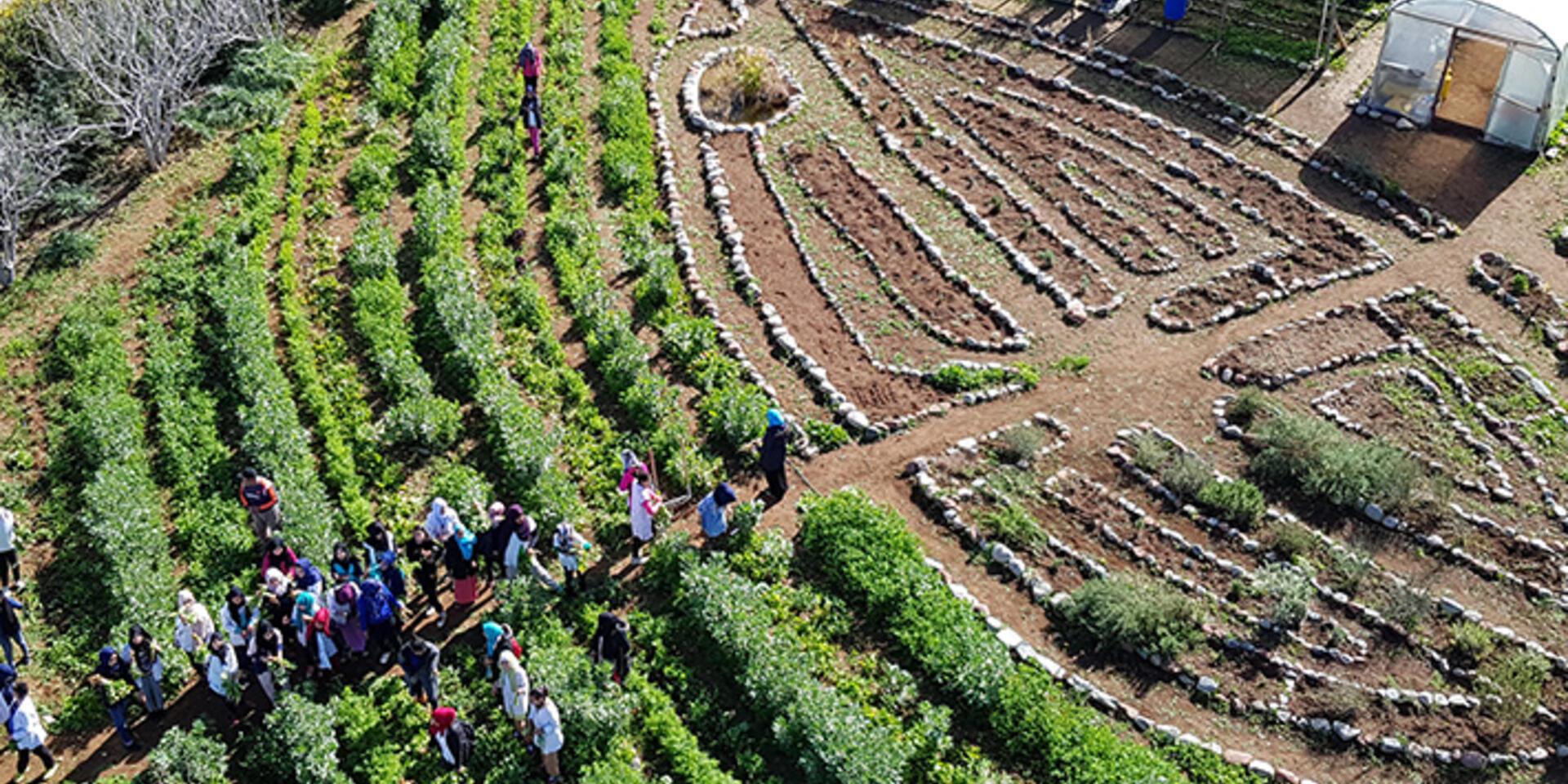 Growing for the future: a new book on school gardens