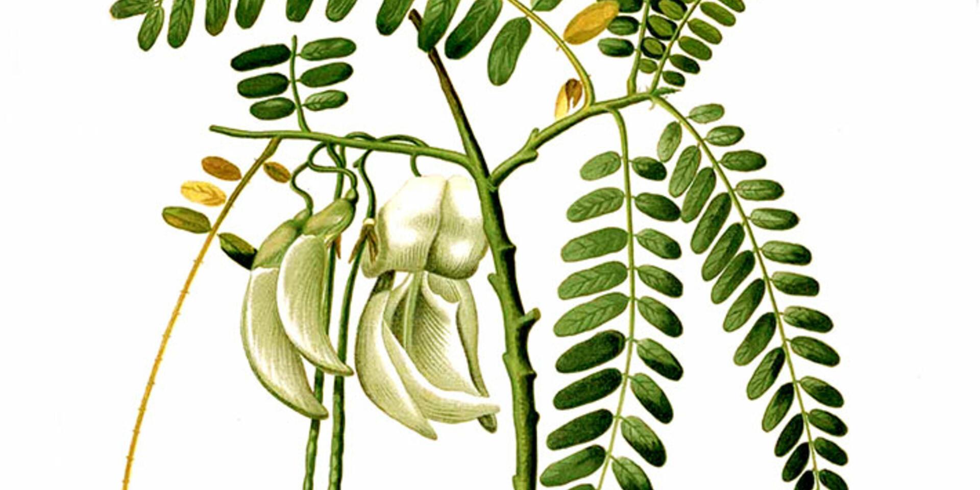 Healthy Foods You Haven&rsquo;t Heard Of (Yet): The Biodiversity for Food and Nutrition Database