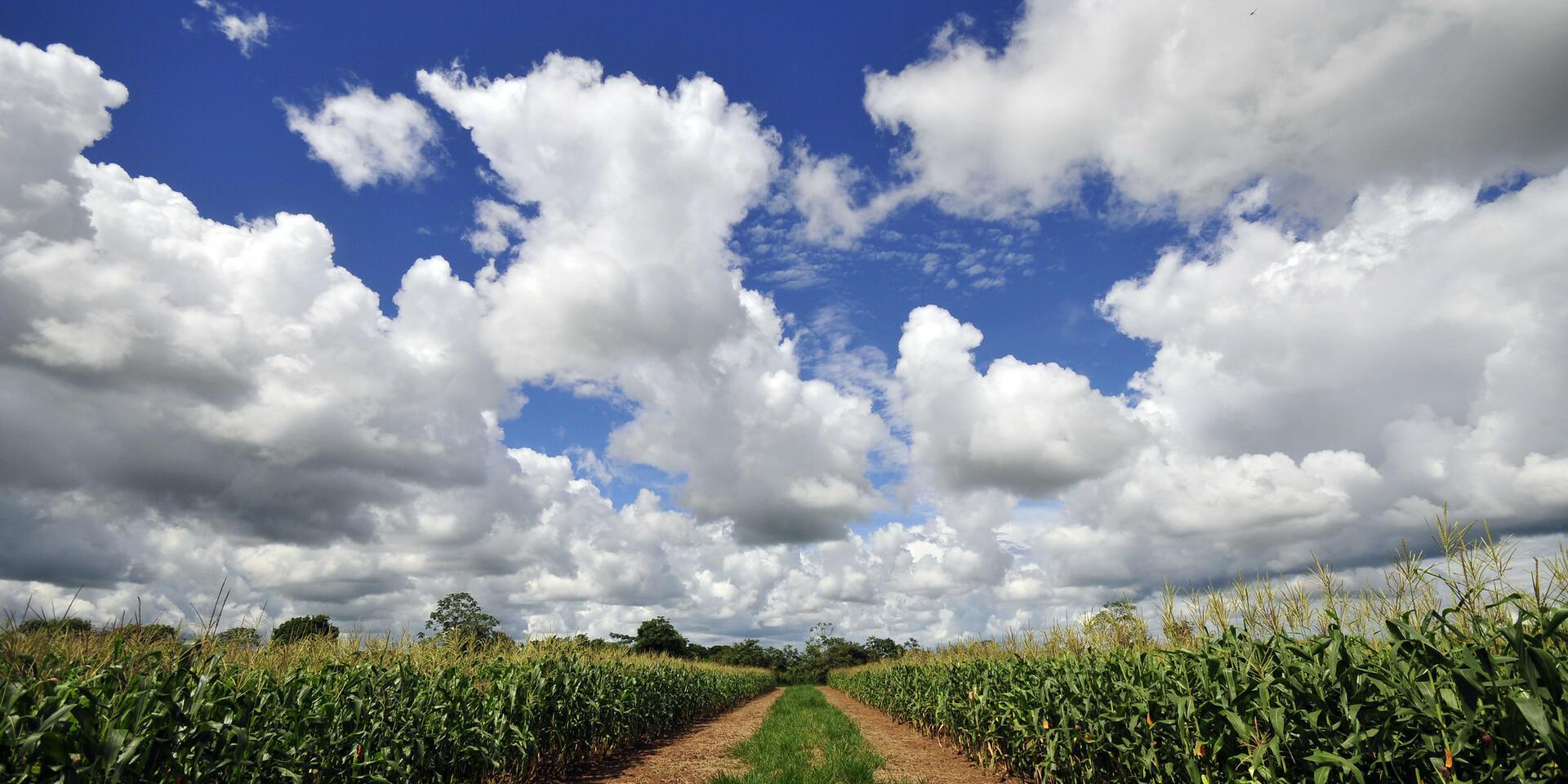 Offices - Alliance Bioversity International - CIAT