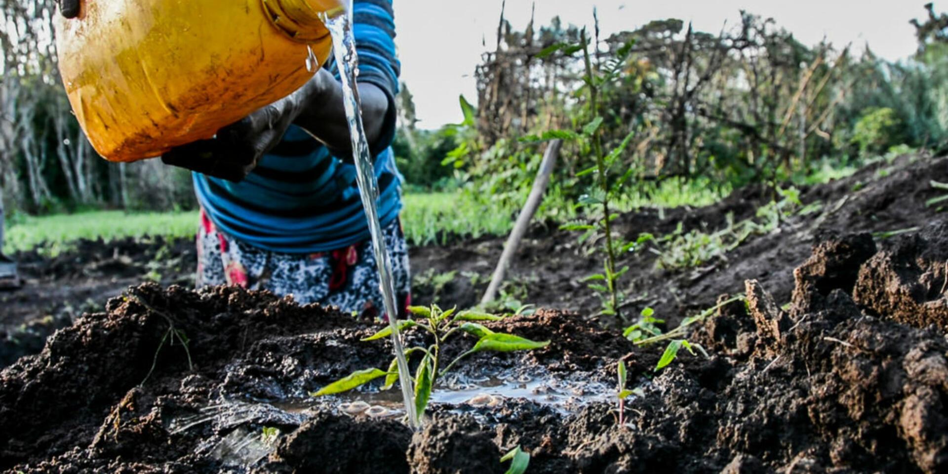 Less talk more action, special issue: it's time to save our soils