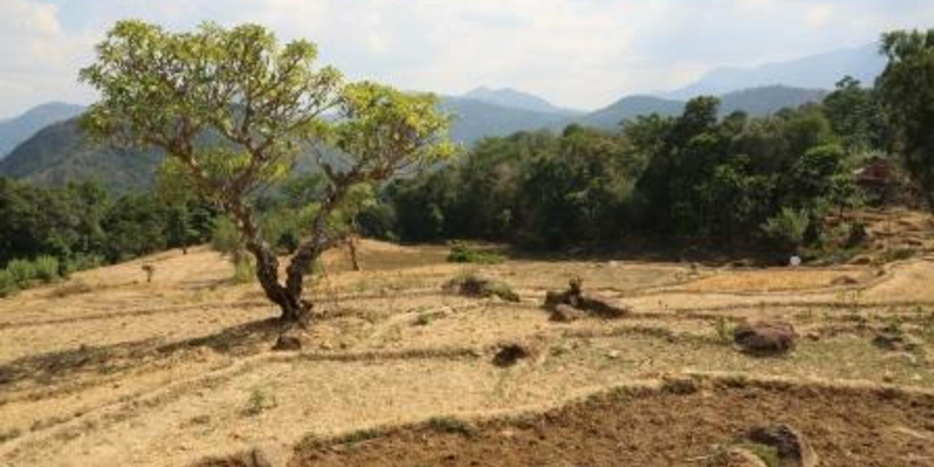 Plant genetic resources for climate change adaptation &ndash; new MSc course
