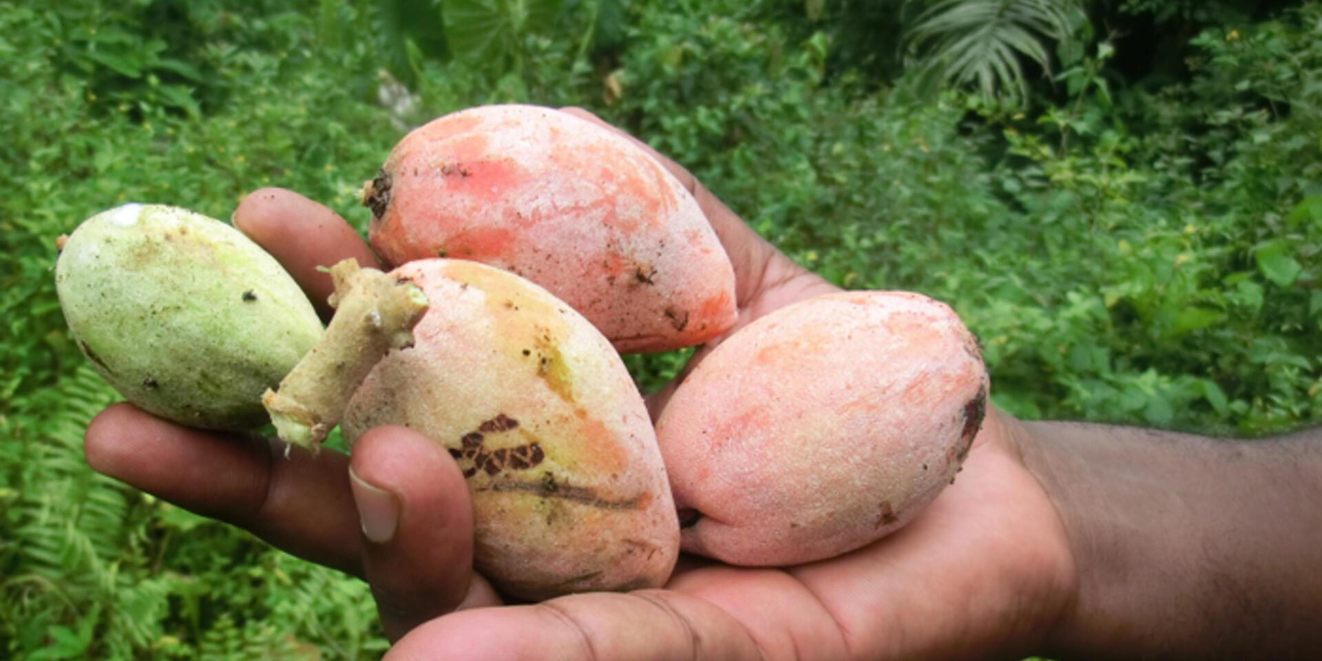 Authors of a new paper promote the nutritional value of forest foods in Cameroon