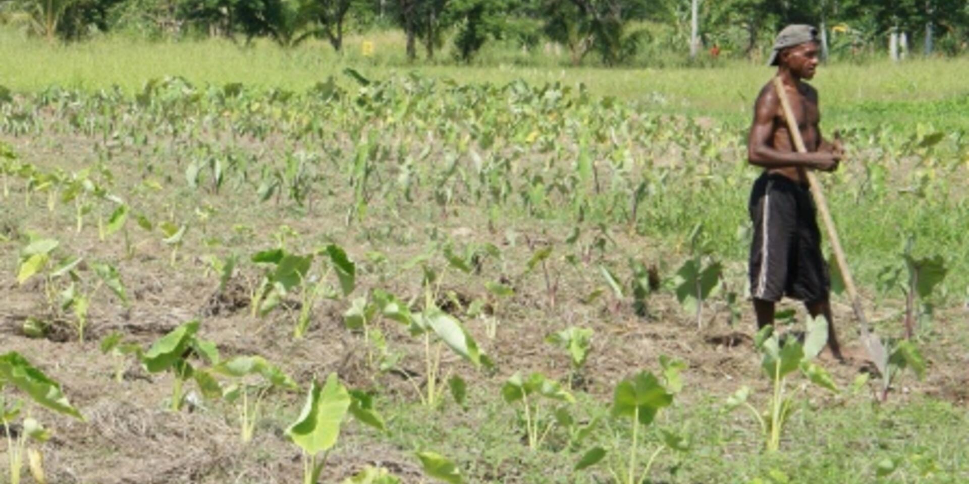 Which crops hold the key for climate change adaptation? A global survey