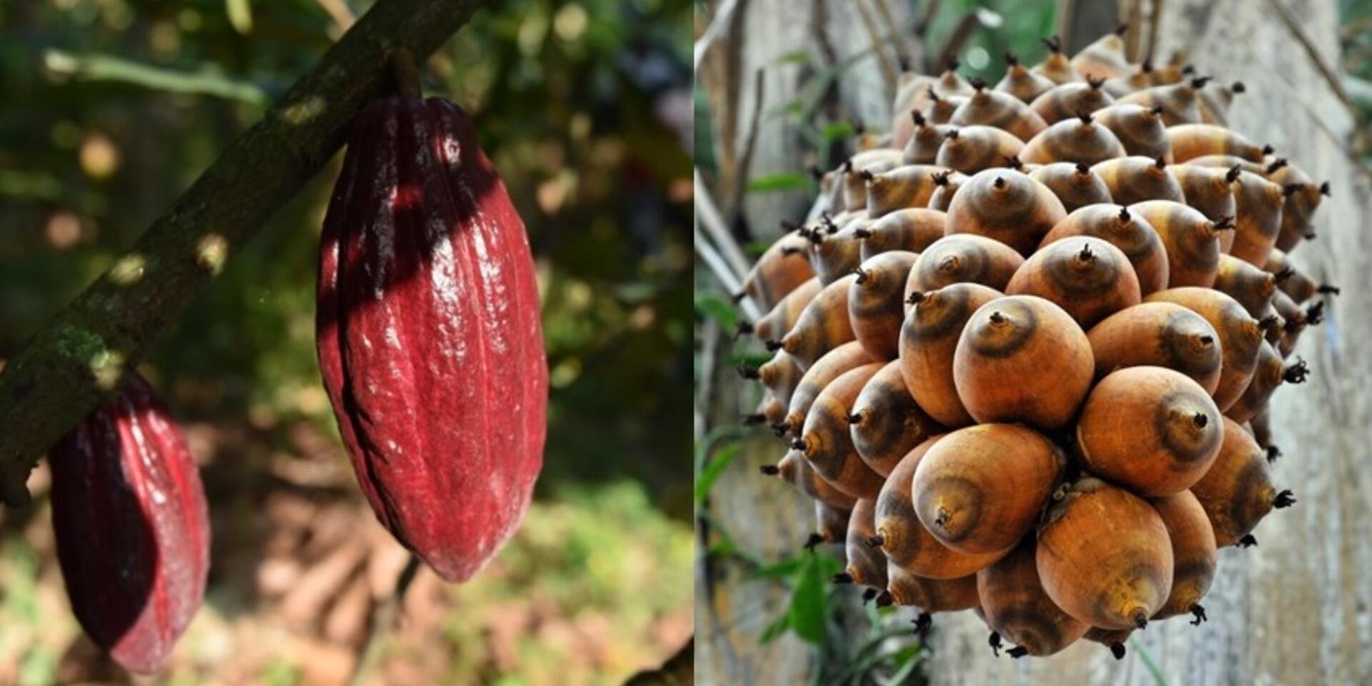 &iquest;Podr&iacute;an estos cultivos salvar los bosques peruanos?