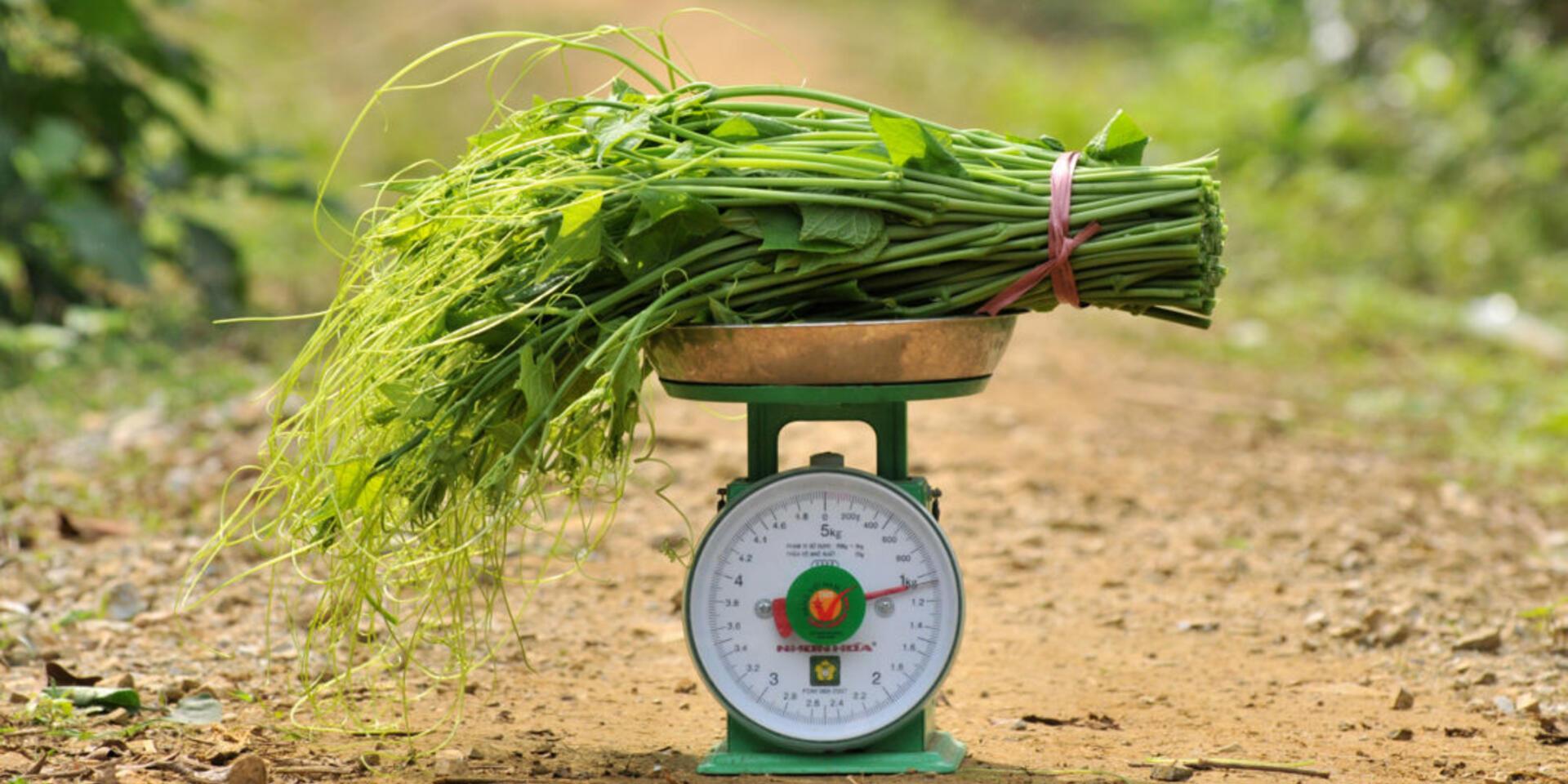Vietnam can reduce emissions and save $2.3 billion with changes in agriculture and land use