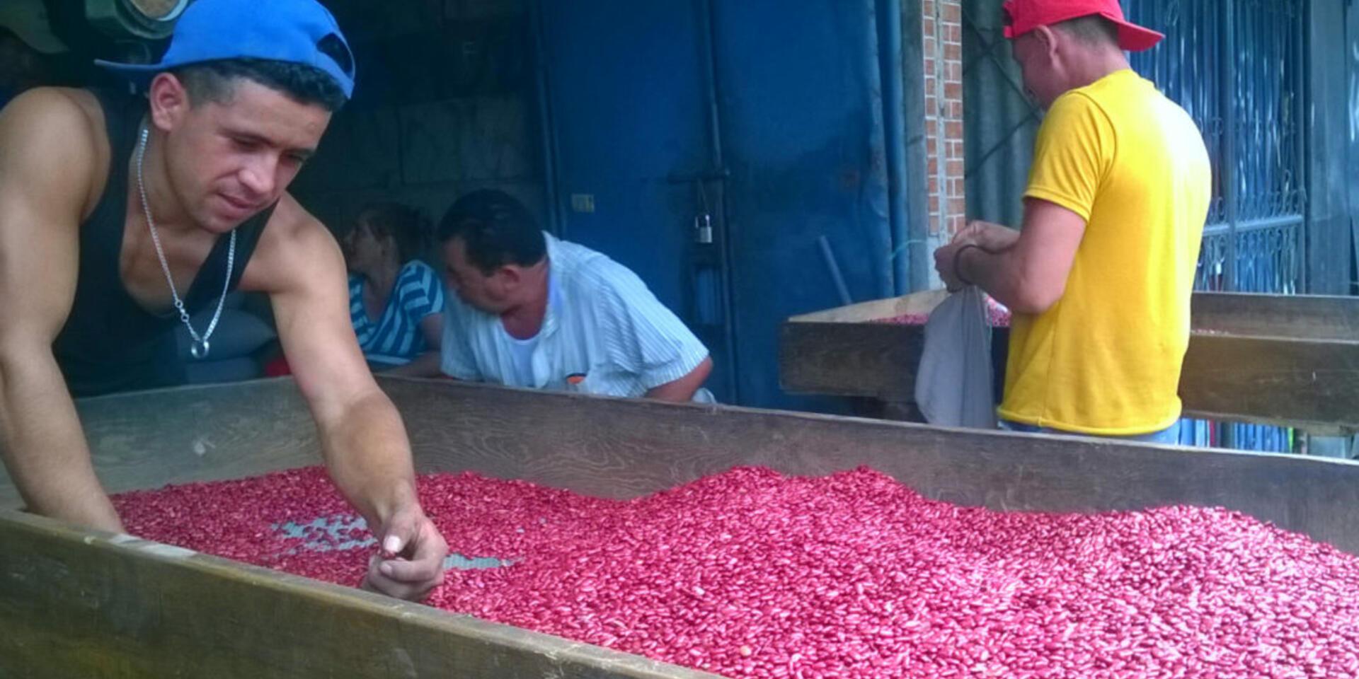 Frijol alto en hierro para enfrentar el hambre oculta en Centroam&eacute;rica