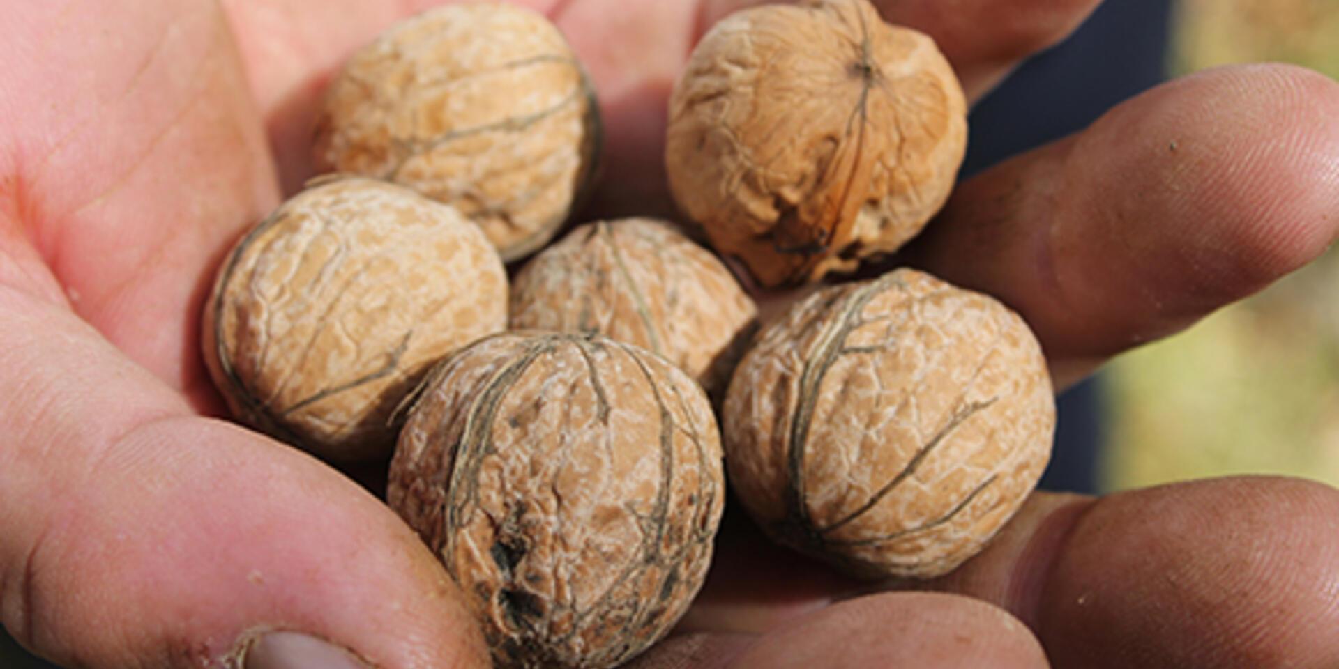 Bioversity guidelines part of CBD resources on access and benefit sharing