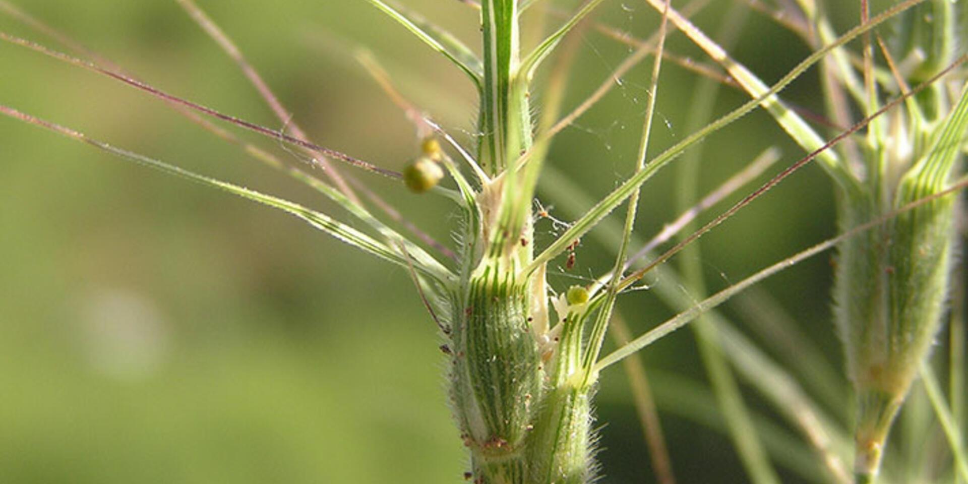 IPBES recognizes why agrobiodiversity matters