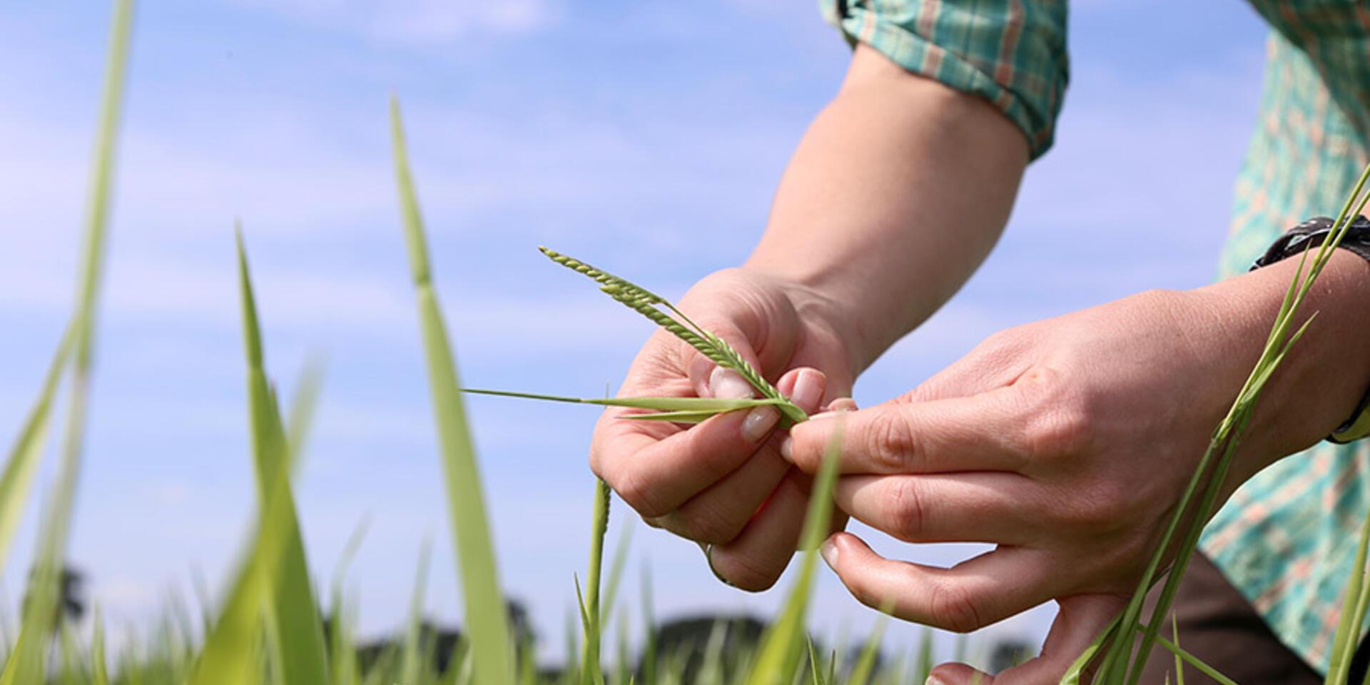 Descubrimiento gen&eacute;tico en pasto tropical puede ayudar a desarrollar fincas ganaderas amigables con el clima