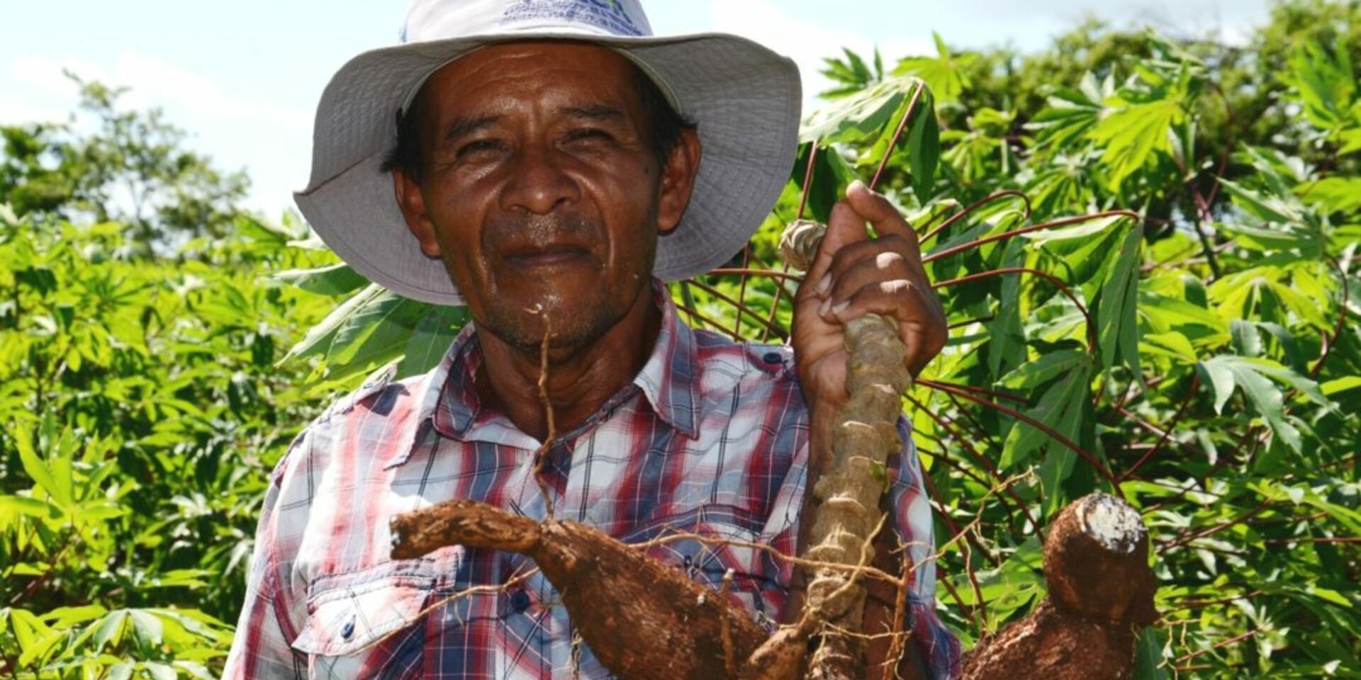 La yuca, una alternativa econ&oacute;mica y de seguridad alimentaria que echa ra&iacute;ces en Centroam&eacute;rica